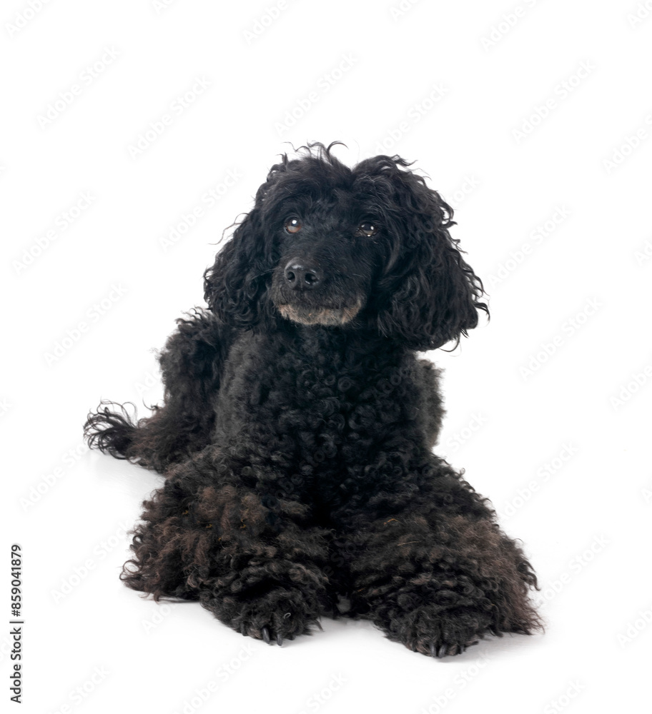 poodle in studio poodle in studio