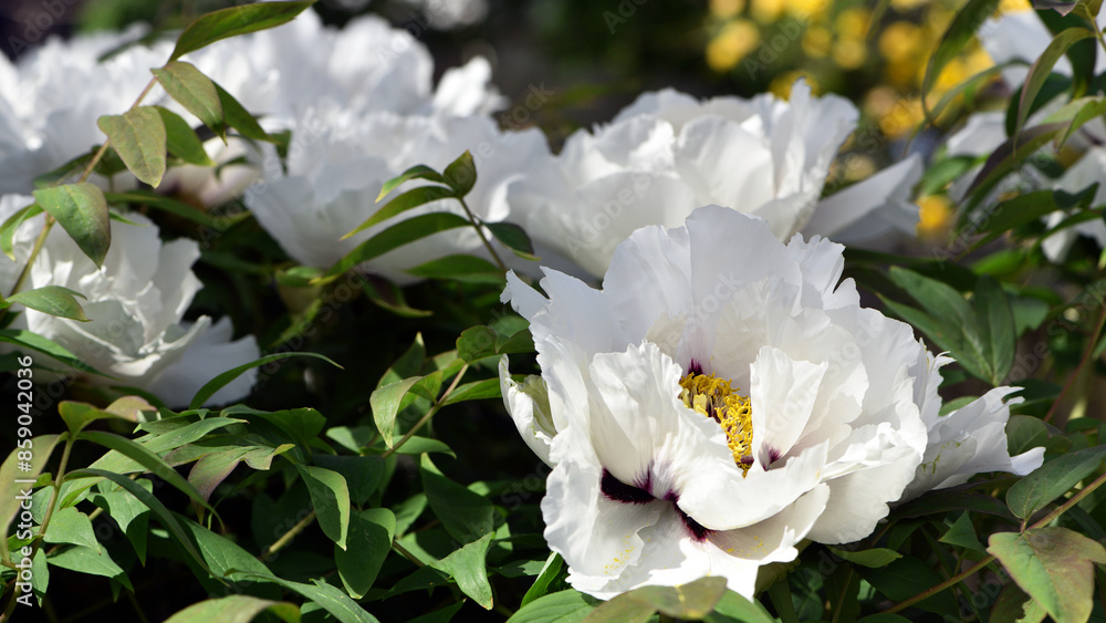 Peony flower. large white flowers with green leaves. delicate white peony flowers with yellow pollen inside, blooming in the garden. beautiful multi-colored peony, macro close-up background. Peony flower. large white flowers with green leaves. delicate white peony flowers with yellow pollen inside, blooming in the garden. beautiful multi-colored peony, macro close-up background.