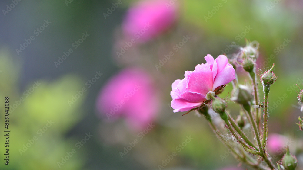Veilchenblau, rose flower. pink roses on a bush in the garden, close-up. Flowering English Rosa Climbing Rose Bush. in the garden in the flower bed. spring time, delicate summer flower. close-up Veilchenblau, rose flower. pink roses on a bush in the garden, close-up. Flowering English Rosa Climbing Rose Bush. in the garden in the flower bed. spring time, delicate summer flower. close-up