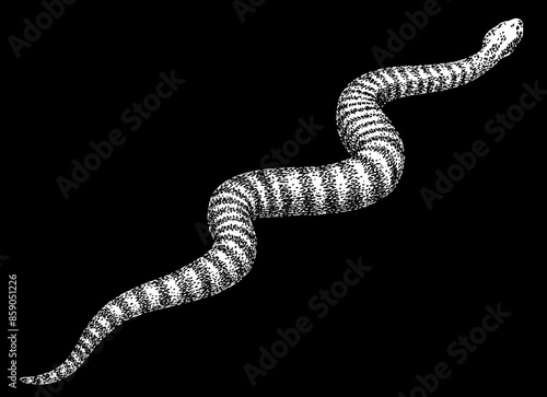 Wallpaper Mural Vintage engraving isolated snake set illustration serpent ink sketch. Reptile asp background viper silhouette cobra art. Black and white hand drawn image Torontodigital.ca