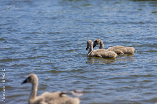 young swans in gray down swim on the lake photo