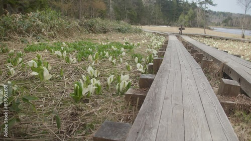 尾瀬の早春　水芭蕉咲く