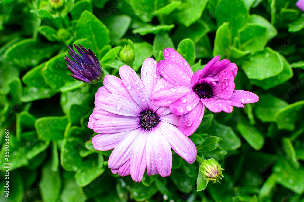 Vivid purple flower of Osteospermum plant, commonly know as daisybushes or African daisies in a in a sunny spring garden, fresh natural outdoor and floral background. Vivid purple flower of Osteospermum plant, commonly know as daisybushes or African daisies in a in a sunny spring garden, fresh natural outdoor and floral background.