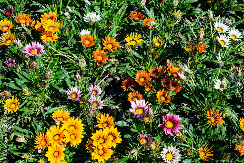 Many vivid yellow, orange and red gazania flowers and blurred green leaves in soft focus, in a garden in a sunny summer day, beautiful outdoor floral background. Many vivid yellow, orange and red gazania flowers and blurred green leaves in soft focus, in a garden in a sunny summer day, beautiful outdoor floral background.