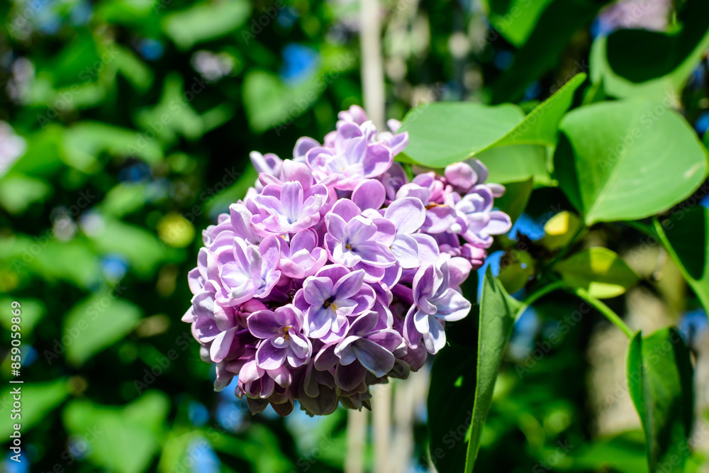 Group of fresh delicate small purple flowers of Syringa vulgaris (lilac or common lilac) towards clear blue sky in a garden in a sunny spring day, floral background photographed with soft focus. Group of fresh delicate small purple flowers of Syringa vulgaris (lilac or common lilac) towards clear blue sky in a garden in a sunny spring day, floral background photographed with soft focus.