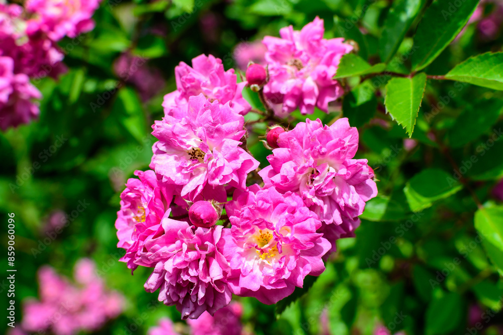 Bush with many delicate vivid pink magenta rose in full bloom and green leaves in a garden in a sunny summer day, beautiful outdoor floral background photographed with soft focus. Bush with many delicate vivid pink magenta rose in full bloom and green leaves in a garden in a sunny summer day, beautiful outdoor floral background photographed with soft focus.