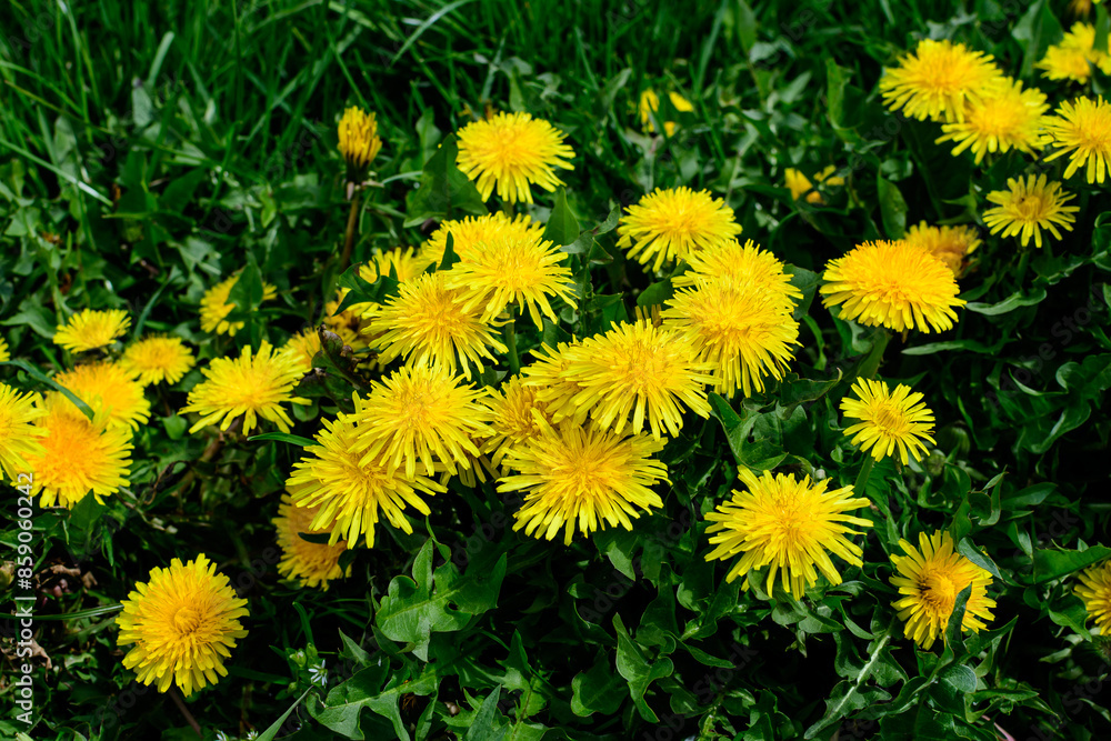Close up of many vivid yellow dandelion or Taraxacum wild flowers in a spring garden and blured green leaves in the background. Close up of many vivid yellow dandelion or Taraxacum wild flowers in a spring garden and blured green leaves in the background.