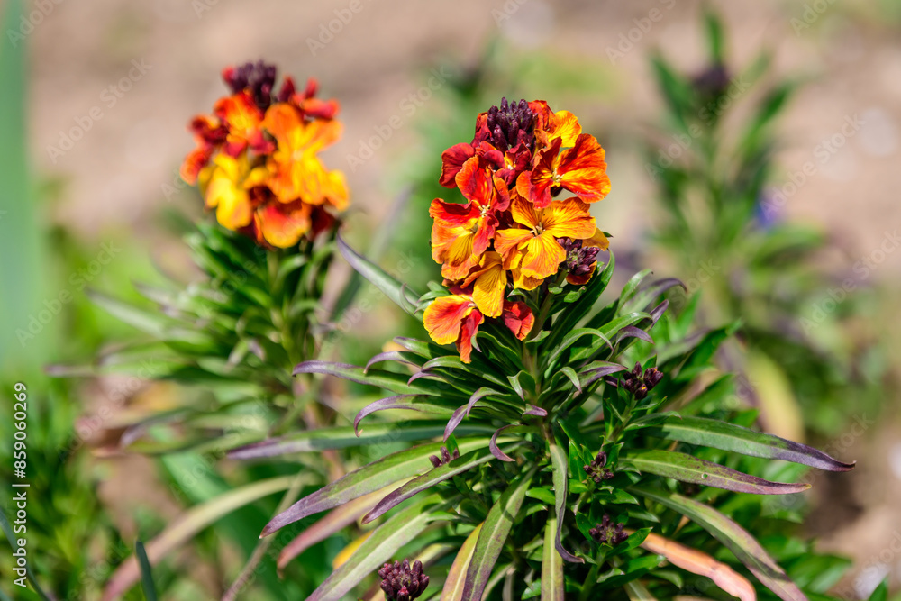 Small orange and red blooms and flowers of wallflower or Erysimum cheiri plant and green leaves in a garden in a sunny spring day, beautiful outdoor floral background photographed with soft focus. Small orange and red blooms and flowers of wallflower or Erysimum cheiri plant and green leaves in a garden in a sunny spring day, beautiful outdoor floral background photographed with soft focus.