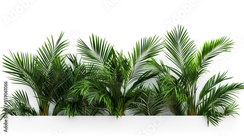 isolated palm trees on a white background