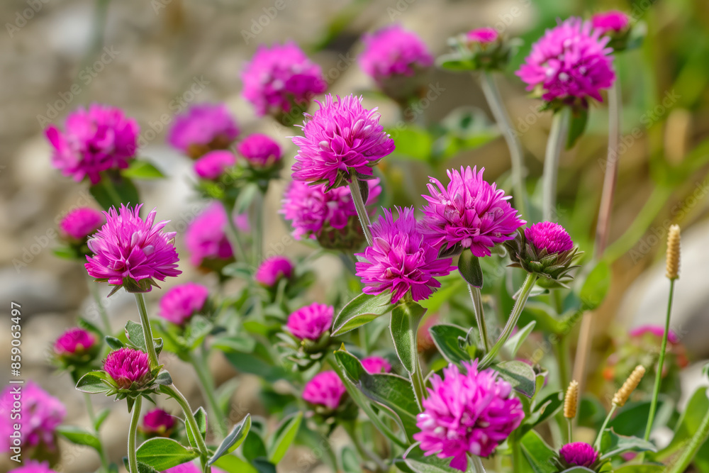 Gomphrena globosa from the family Amaranthaceae Gomphrena globosa from the family Amaranthaceae