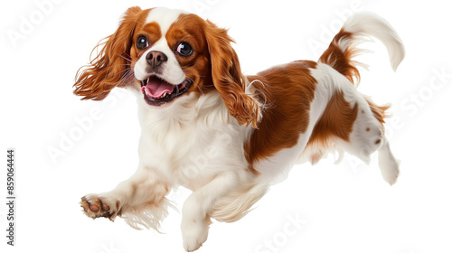 Full body shot of Cavalier King Charles Spaniel dog, running happily, smiling.