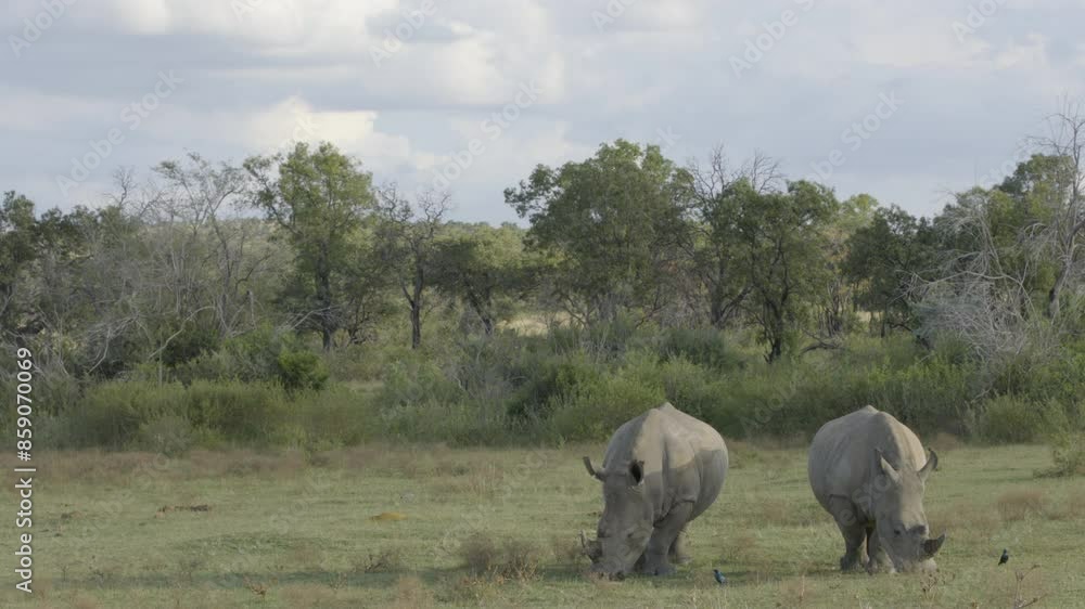 2 Endangered Rhinos Grazing Grass in the Savanna 2 Endangered Rhinos Grazing Grass in the Savanna