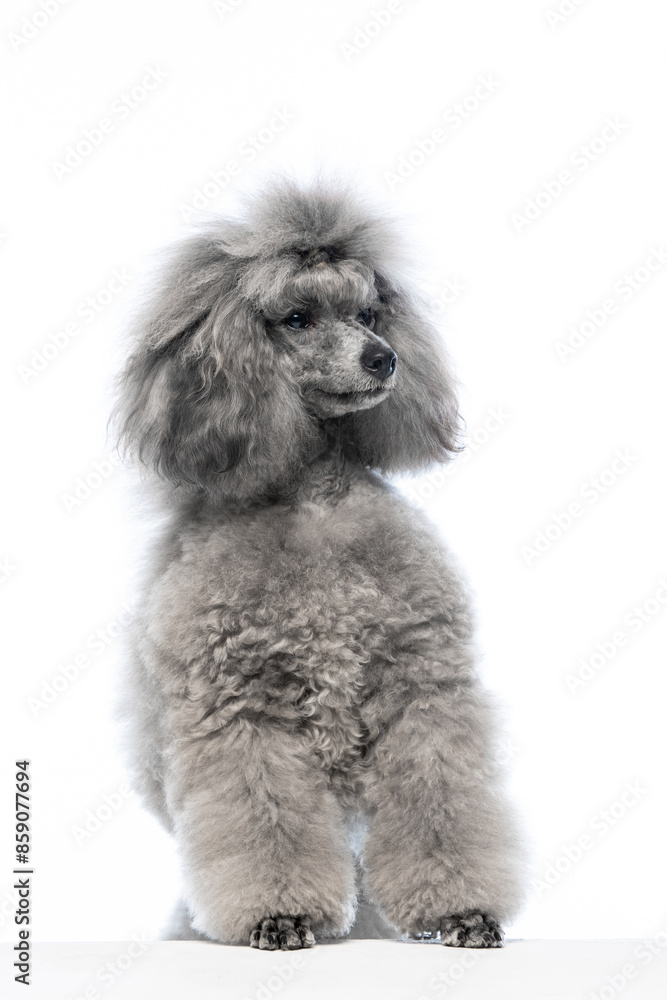 gray miniature poodle on a uniform background gray miniature poodle on a uniform background