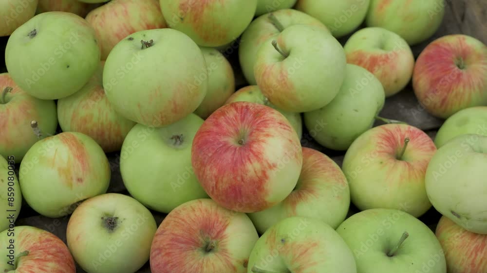 Yellow red apples, harvest time at sunny day. This season, harvesting is one of main home gardening tasks. The crates are filled with a mixture of colours, including yellow, red, and green Yellow red apples, harvest time at sunny day. This season, harvesting is one of main home gardening tasks. The crates are filled with a mixture of colours, including yellow, red, and green