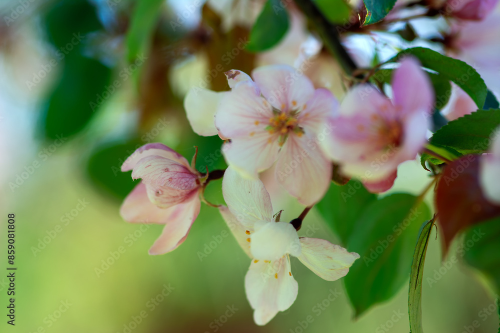 CloseUp of Beautiful Pink and White Blossoms on a Spring Day, vibrant colors and delicate beauty CloseUp of Beautiful Pink and White Blossoms on a Spring Day, vibrant colors and delicate beauty