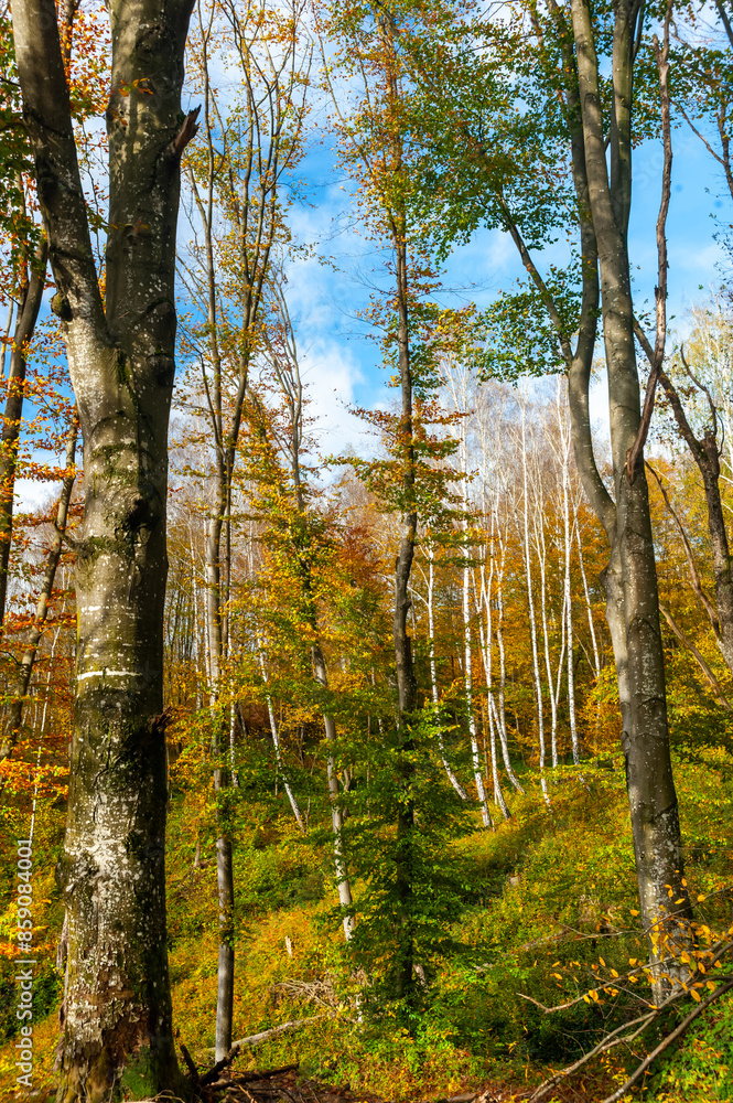 Autumn mixed beech and birch forest on a sunny day against a blue sky Autumn mixed beech and birch forest on a sunny day against a blue sky