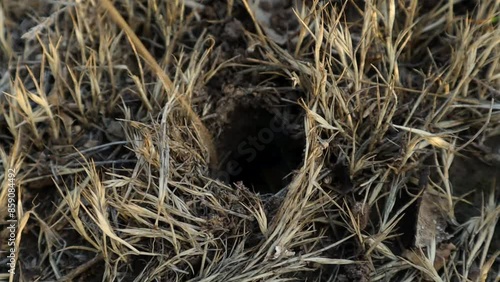 Large predatory wolf spider emerges from its hole and attacks straw. Lycosidae, Hogna. Arachnidae. Animals of the mountains of Spain photo