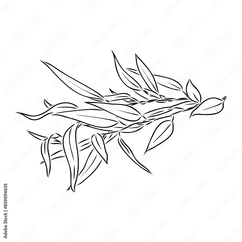 Eucalyptus branches. Isolated black and white design elements. Vector illustration. Eucalyptus branches. Isolated black and white design elements. Vector illustration.