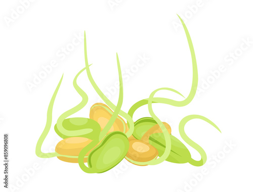 Bean sprouts, soybean sprouts. Sprouted bean, soy legume food, soybean seeds. Vegetable. Bean Sprouts or Pea Seedlings
