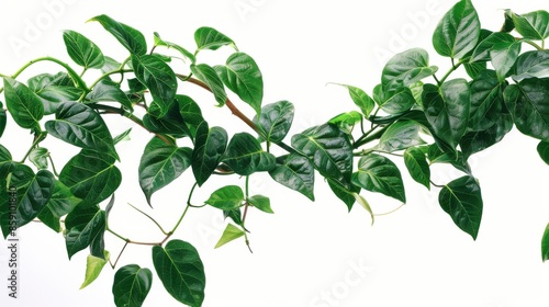 Medicinal Plant. Twisted Jungle Vines Climbing Tiliacora Triandra Plant with Green Leaves in Southeast Asia