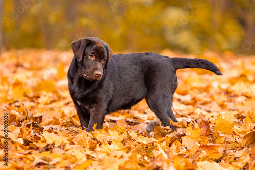 chocolate labrador puppy for a walk in the park © Игорь Олейник
