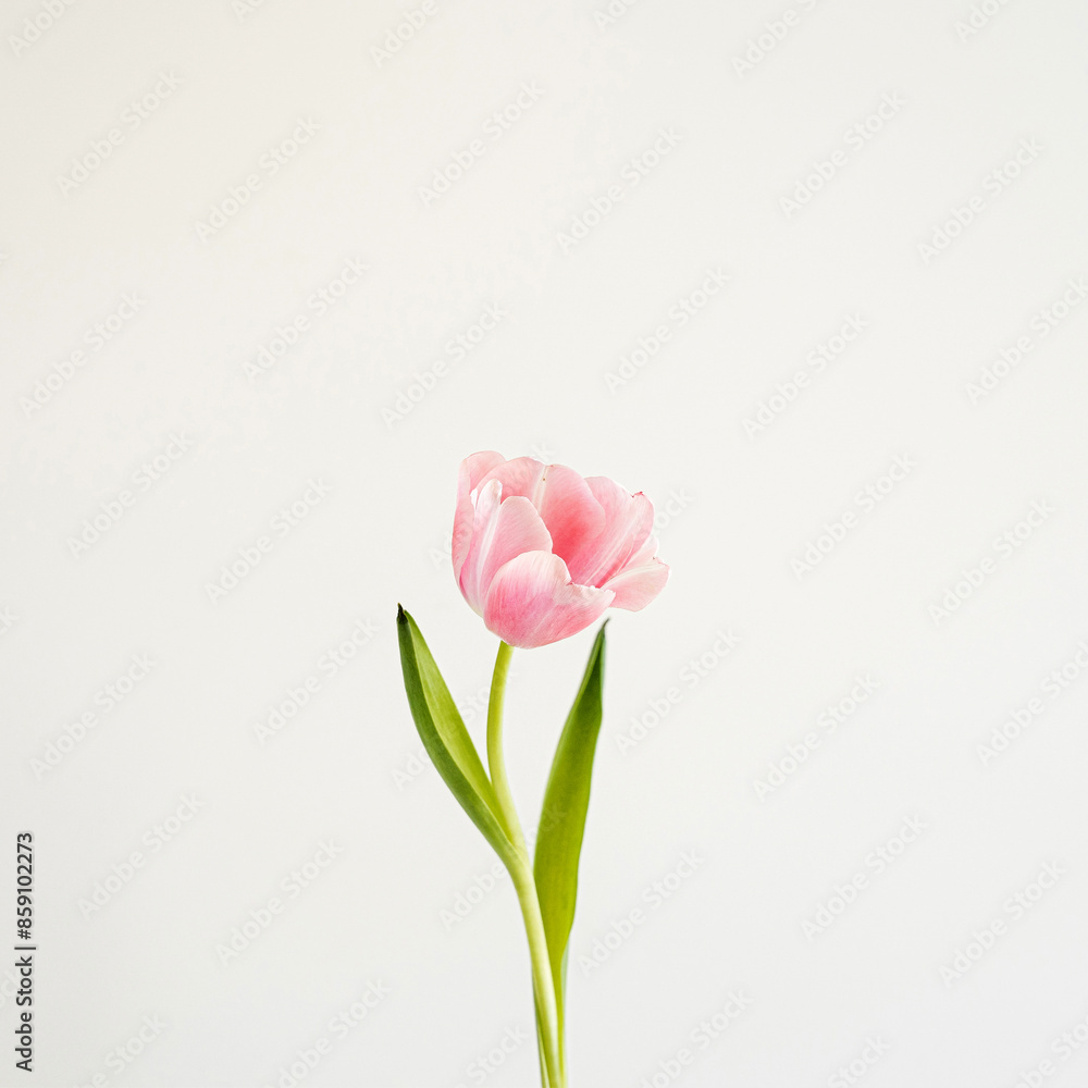 Elegant close-up of a pink tulip, showcasing delicate petals and subtle green leaves against a light backdrop. The soft pastel tones and minimalist floral composition Elegant close-up of a pink tulip, showcasing delicate petals and subtle green leaves against a light backdrop. The soft pastel tones and minimalist floral composition