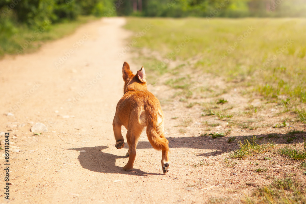 A small red dog runs along the road into the distance, waiting for its owner. Pet care concept. A small red dog runs along the road into the distance, waiting for its owner. Pet care concept.