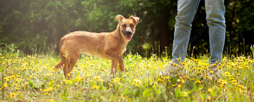 A cheerful, funny mixed breed puppy, red in color, in a clearing of yellow dandelion flowers. A cheerful, funny mixed breed puppy, red in color, in a clearing of yellow dandelion flowers.