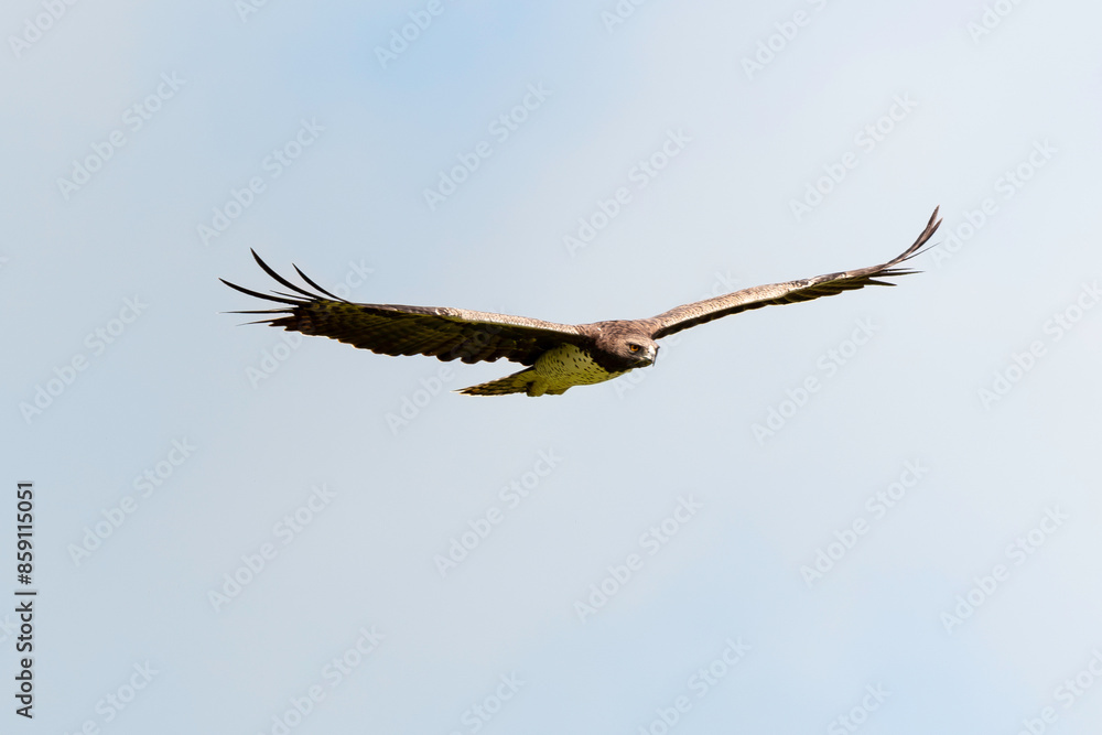 Aigle martial, Polemaetus bellicosus, Martial Eagle Aigle martial, Polemaetus bellicosus, Martial Eagle