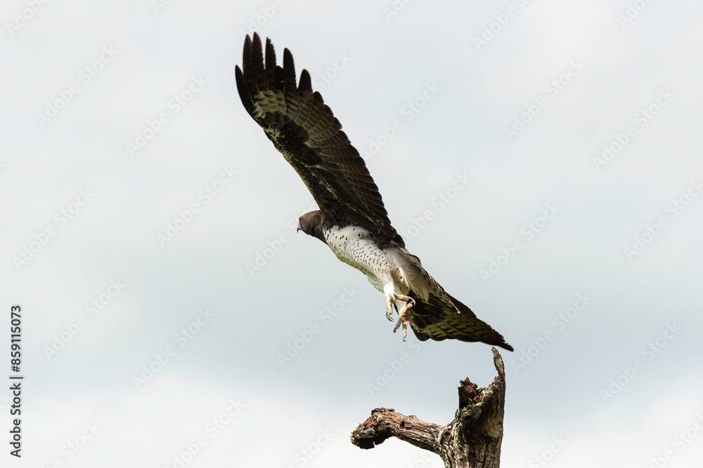 Fototapeta premium Aigle martial, Polemaetus bellicosus, Martial Eagle
