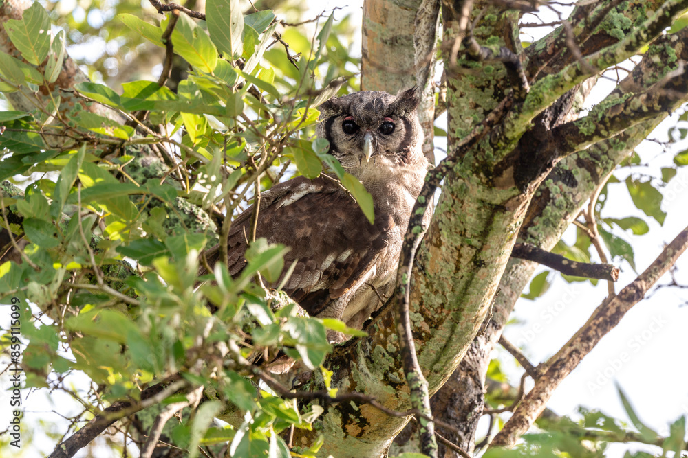 Grand duc de Verreaux,.Ketupa lactea, Verreaux's Eagle Owl Grand duc de Verreaux,.Ketupa lactea, Verreaux's Eagle Owl