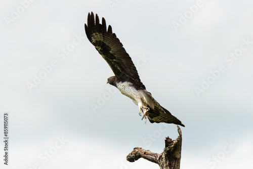 Aigle martial, Polemaetus bellicosus, Martial Eagle photo
