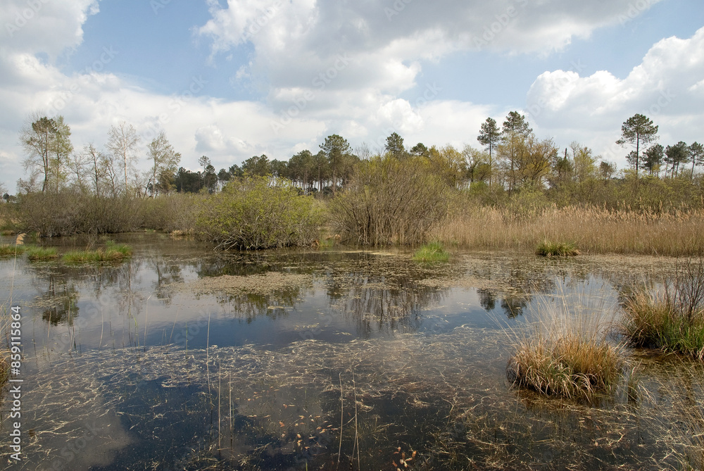 Lande humide, Site protégé Natura 2000 des lagunes du Gat Mort, 33, Gironde, France Lande humide, Site protégé Natura 2000 des lagunes du Gat Mort, 33, Gironde, France