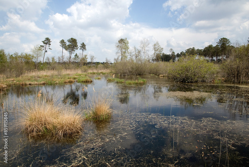 Photos Lande humide, Site protégé Natura 2000 des lagunes du Gat Mort, 33, Gironde, Fra