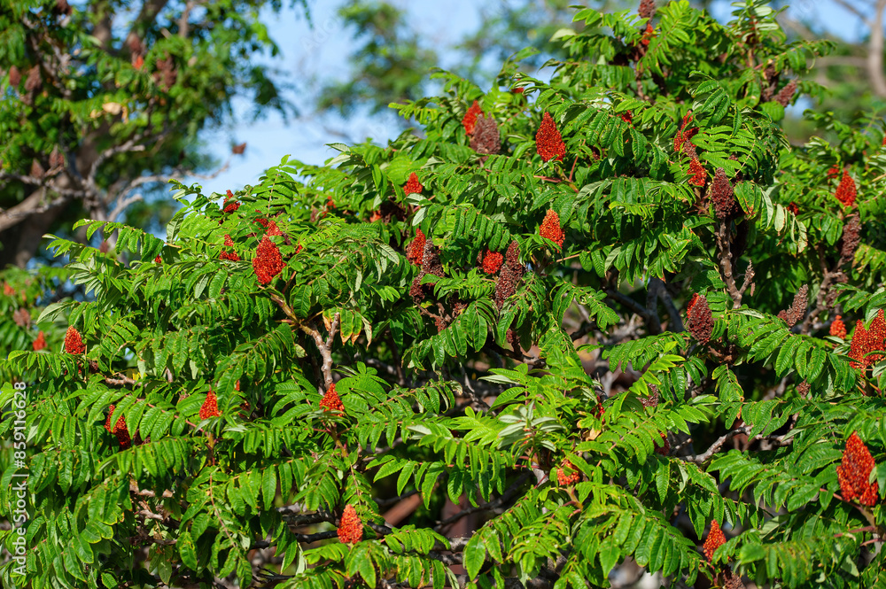 Green leaves and red inflorescences of the seeds of sumac deer or sumac fluffy or vinegar tree, Rhus typhina