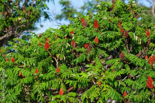 Obraz na płótnie Green leaves and red inflorescences of the seeds of sumac deer or sumac fluffy or vinegar tree, Rhus typhina w salonie