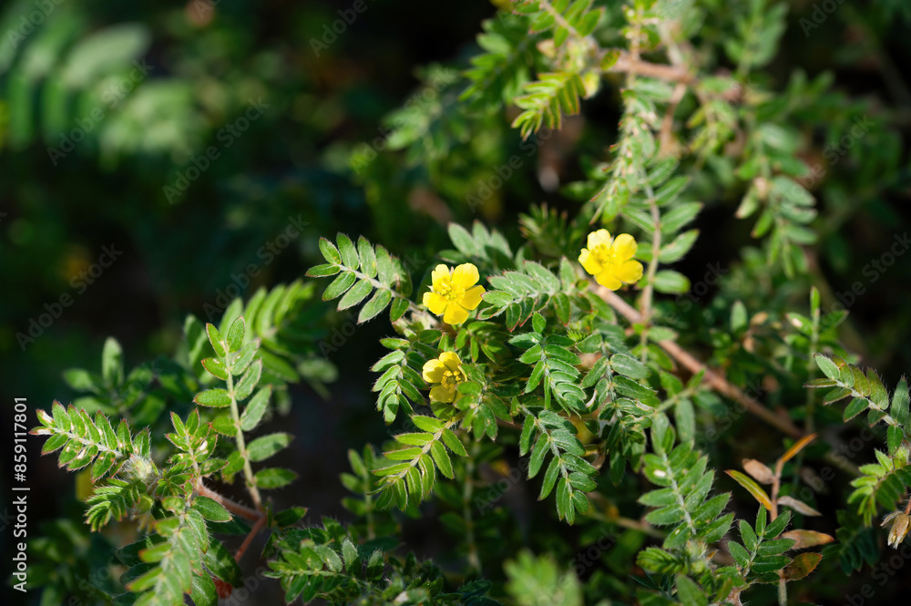 A flower of goat head flower, Tribulus terrestris, a medical plant from the Mediterranean area