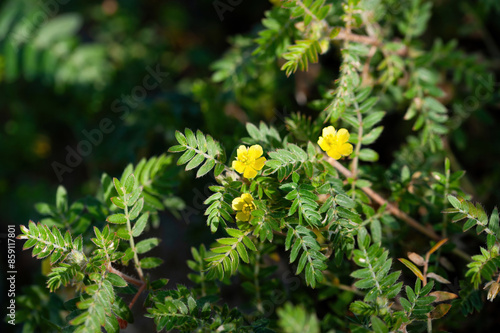 Obraz na płótnie A flower of goat head flower, Tribulus terrestris, a medical plant from the Mediterranean area w salonie