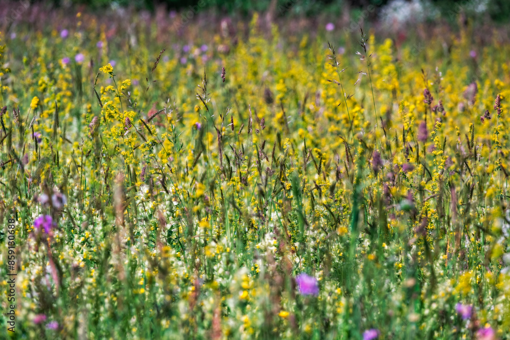 Obraz premium Prairie en fleurs