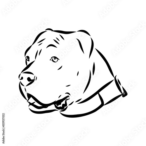 Vintage hand drawn sketch American bandog