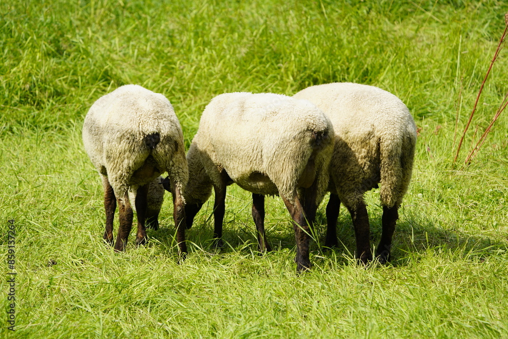 The Suffolk sheep is a domestic sheep breed. The breed has been known in England since the end of the 18th century and was created as a cross between Southdown and Norfolk Horn sheep. Hanover-D The Suffolk sheep is a domestic sheep breed. The breed has been known in England since the end of the 18th century and was created as a cross between Southdown and Norfolk Horn sheep. Hanover-D