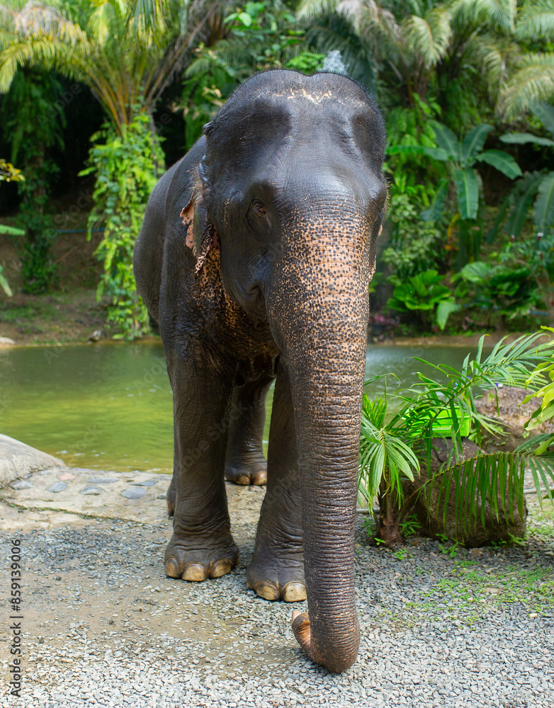Fototapeta premium Elephant in the jungle close up. Elephant walking in Thailand.