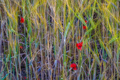 Red poppies in barley field