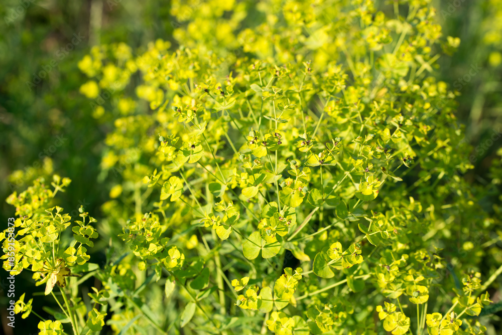 cypress spurge, .Euphorbia cyparissias flowers closeup selective focus cypress spurge, .Euphorbia cyparissias flowers closeup selective focus