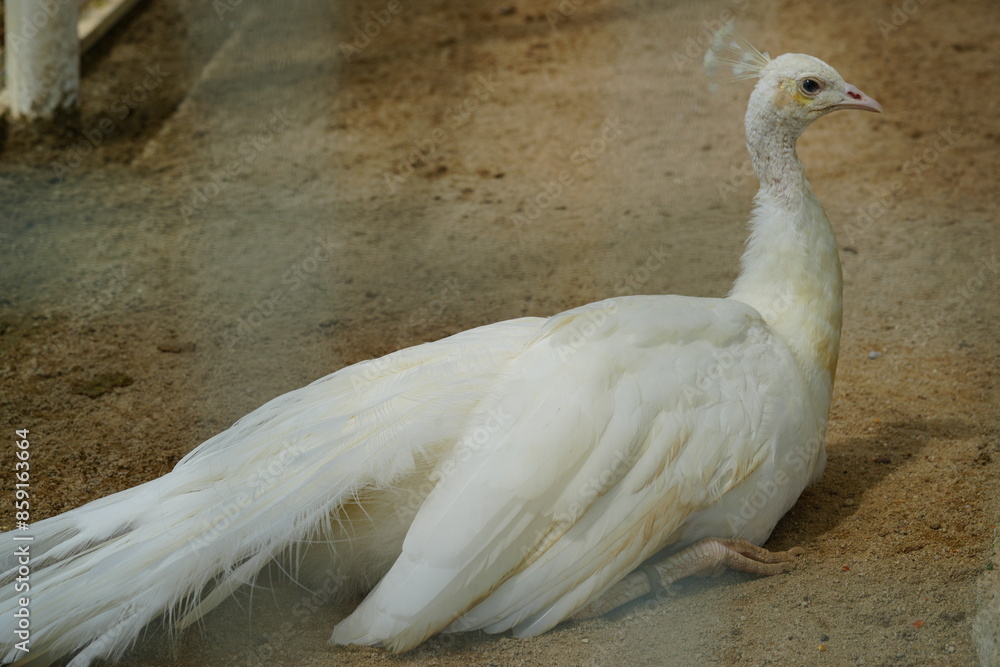 White Peafowl Often Called White Peacocks Are A Color Morph Of The 