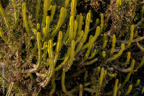 Cereus repandus (syn. Cereus peruvianus), the Peruvian Apple Cactus, is a large, erect, thorny columnar cactus found in South America as well as in the Dutch Caribbean. It is also known as Giant Club
 photo