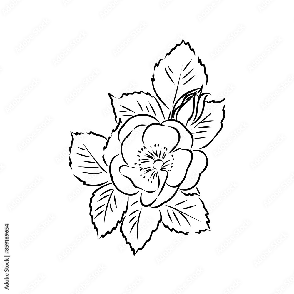 Obraz premium Sketch Floral Botany Collection. Magnolia flower drawings. Black and white with line art