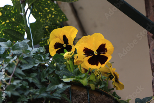 Vibrant flowers sitting underneath the UK sun #859169653