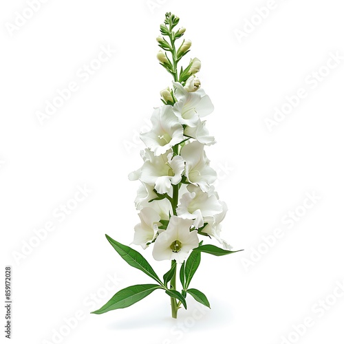 White Snapdragon Isolated on White Background. Beautiful Snapdragon Flower