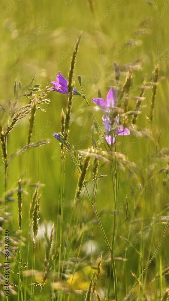 Peaceful meadow flowering with blue bell flowers blooming in summer evening, vertical nature Peaceful meadow flowering with blue bell flowers blooming in summer evening, vertical nature